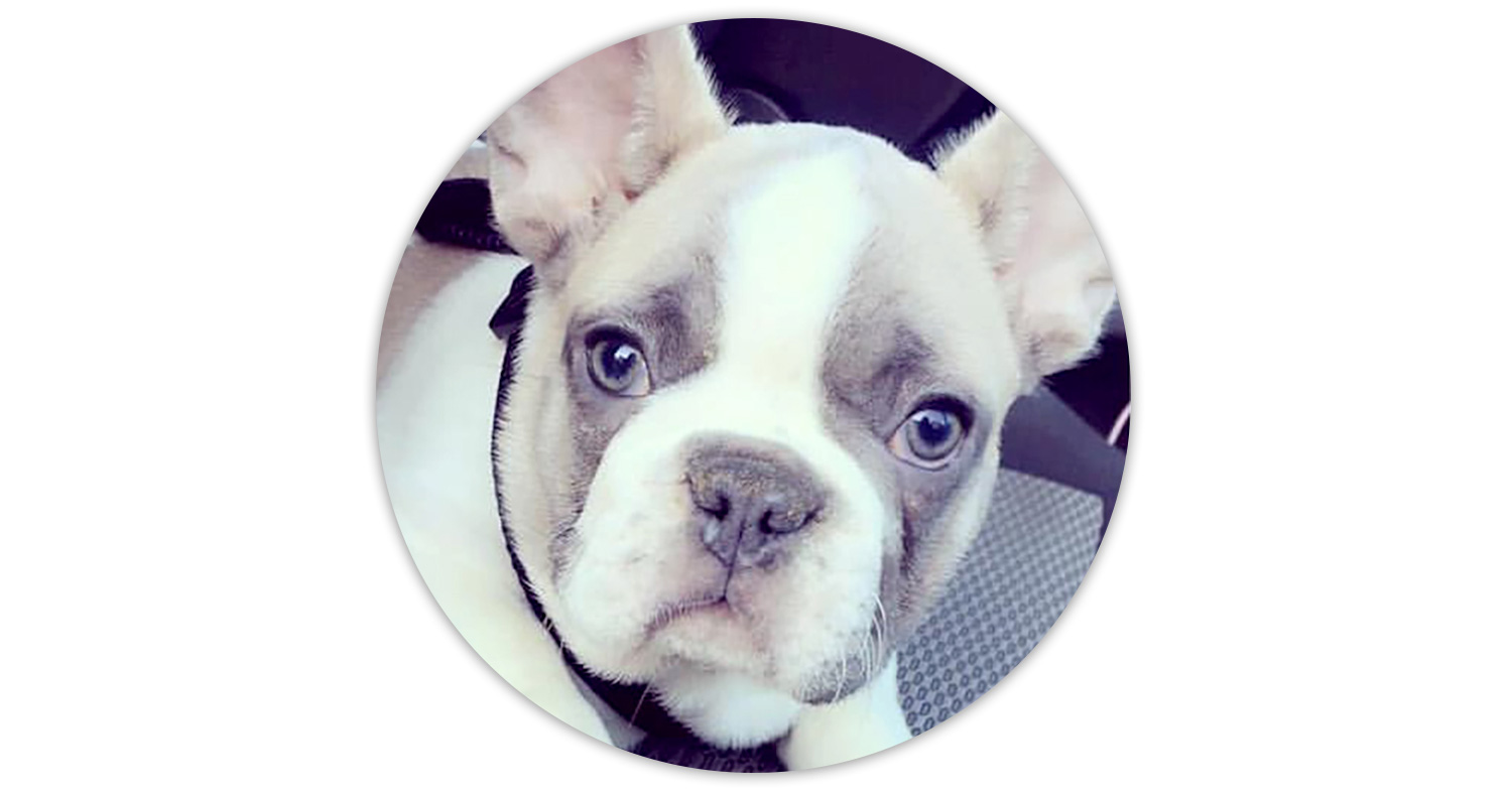 portraits-animaliers-spike-philippehardouin-graphiste-graphiste-lemans-alençon