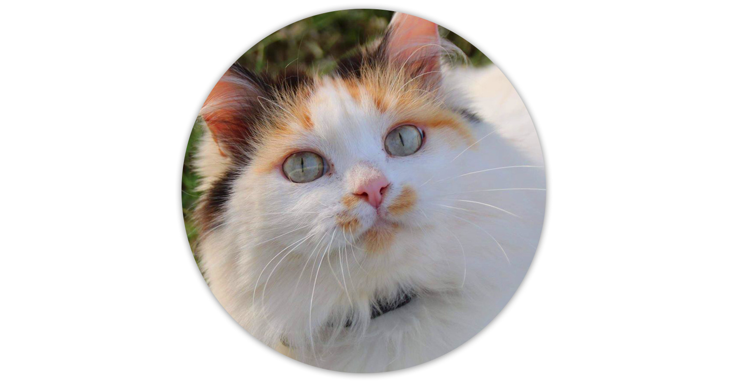 portraits-animaliers-balthazar-philippehardouin-graphiste-graphiste-lemans-alençon