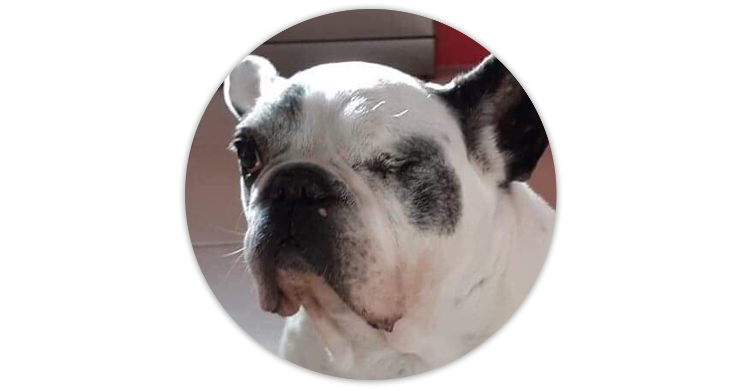 portraits-animaliers-balthazar-philippehardouin-graphiste-graphiste-lemans-alençon