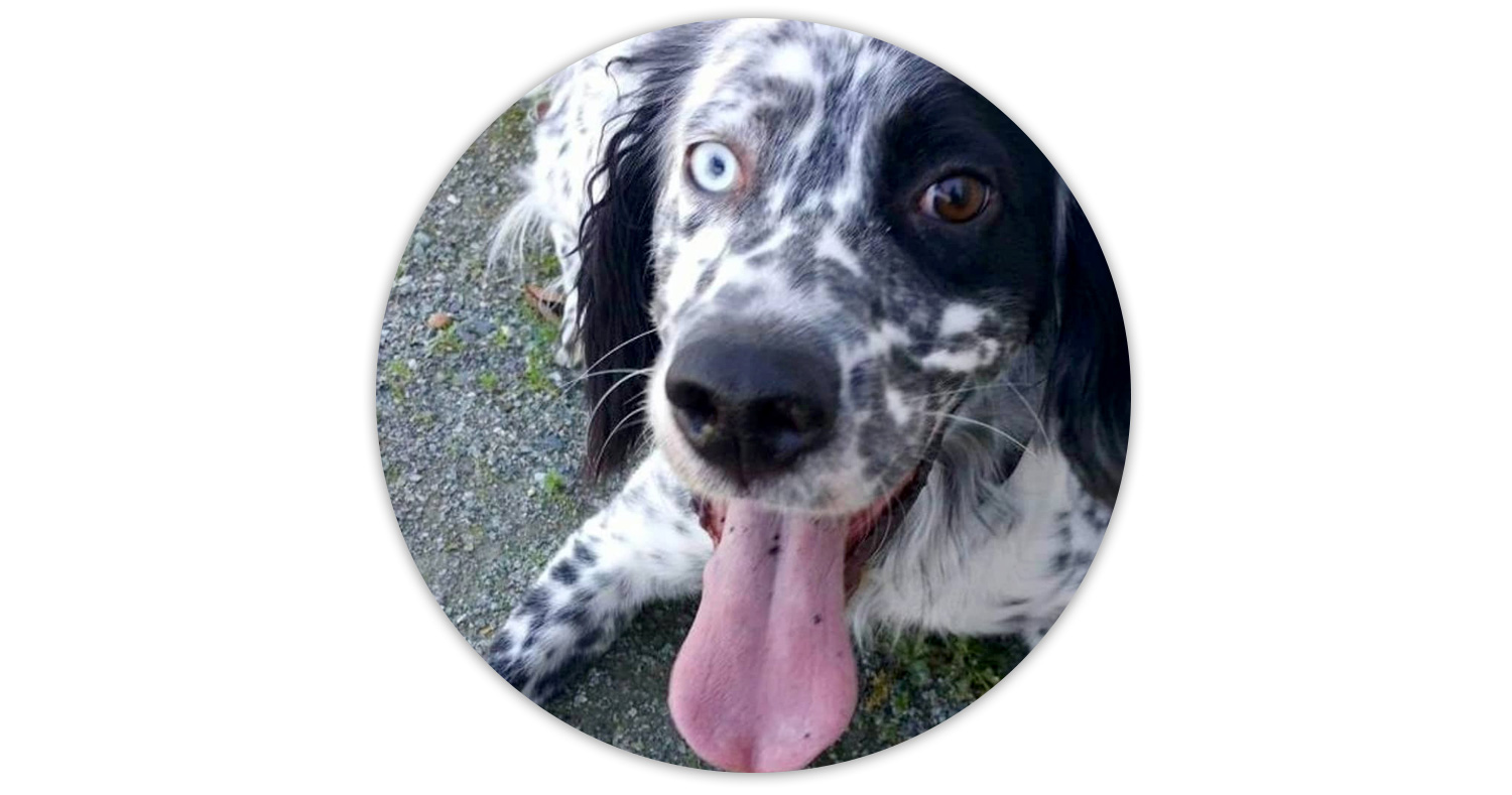 portraits-animaliers-ioda-philippehardouin-graphiste-graphiste-lemans-alençon